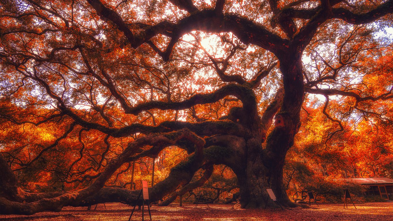 The Best Things to Do in Charleston, SC in the Fall